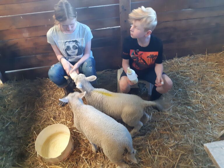 Lammetjes laten drinken