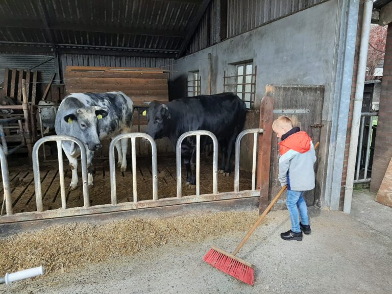Meehelpen in de stal